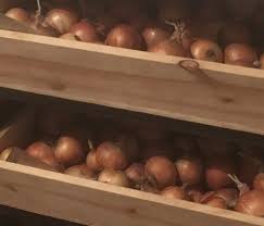 how to store onions